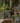 Duo de porte-plantes pantalons