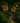 Fleurs Hibiscus