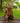 Lapin Assis en Fonte