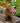 Lapin Assis en Fonte