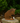 Chat Assis avec sa patte levée