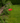 Coquelicot en métal